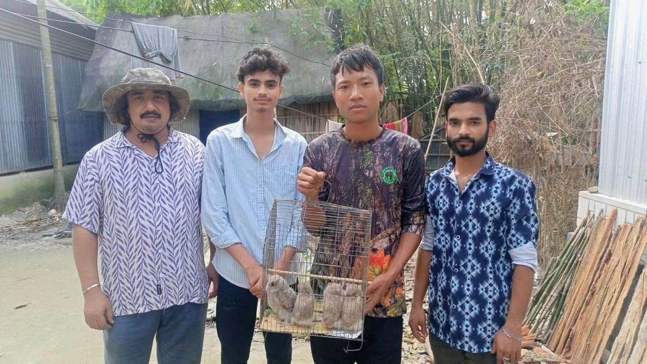 শেরপুরে প্যাঁচা ছানা উদ্ধার  নিরাপদে মায়ের কাছে ফিরিয়ে দেওয়ার উদ্যোগ