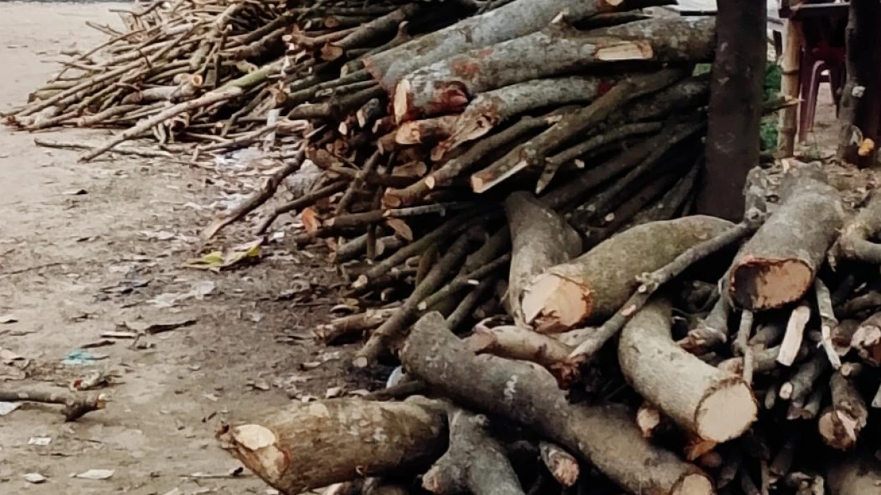 হবিগঞ্জে বেকারিতে নির্বিঘ্নে পোড়ছে জ্বালানি কাঠ