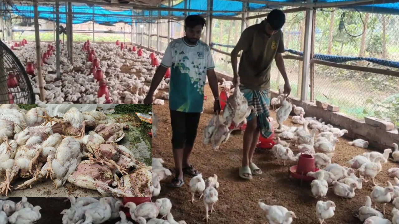 ঠাকুরগাঁওয়ে পোল্ট্রি ফার্মে বিষ প্রয়োগ, তিন হাজার মুরগীর মৃত্যু