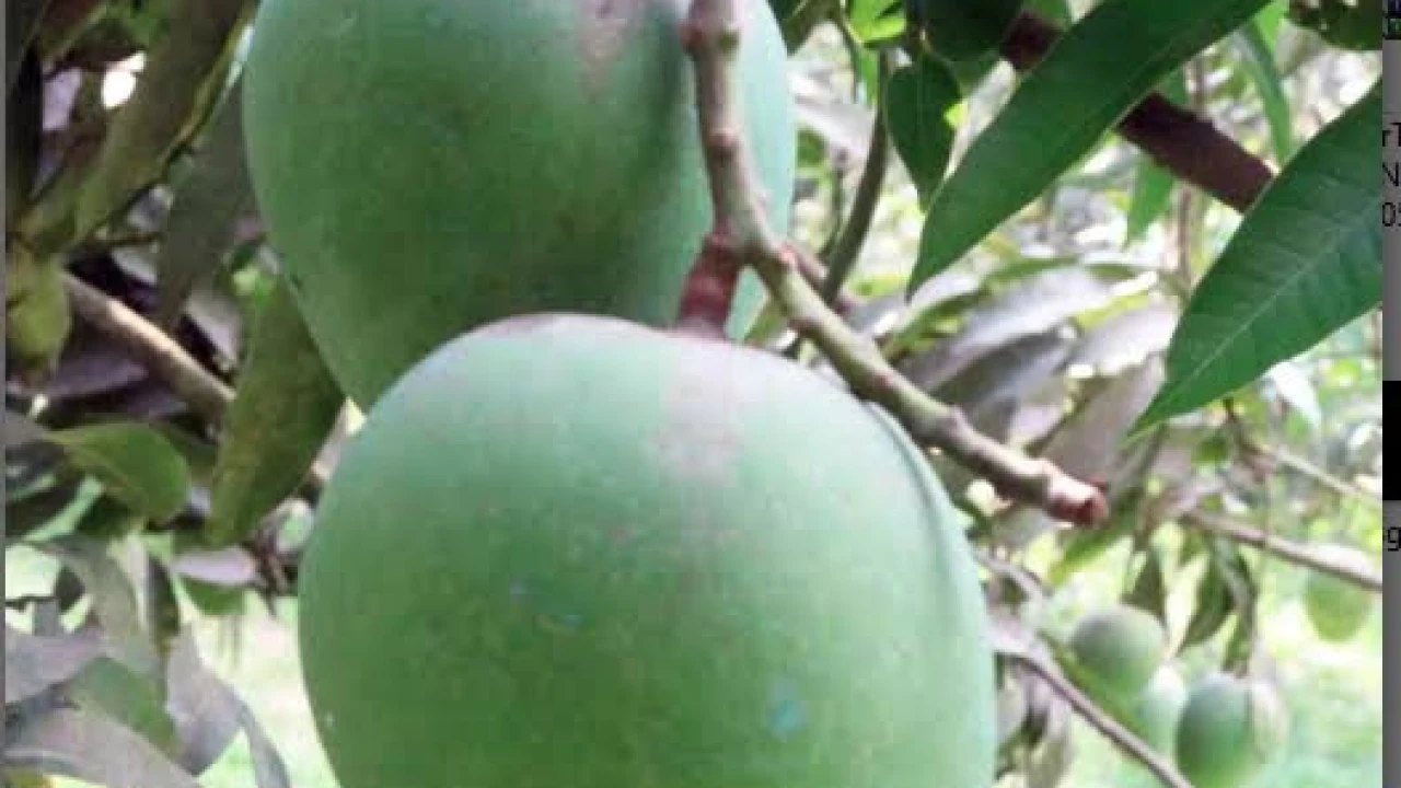 রাজশাহীতে আমের বাম্পার ফলনের আশা কৃষকের