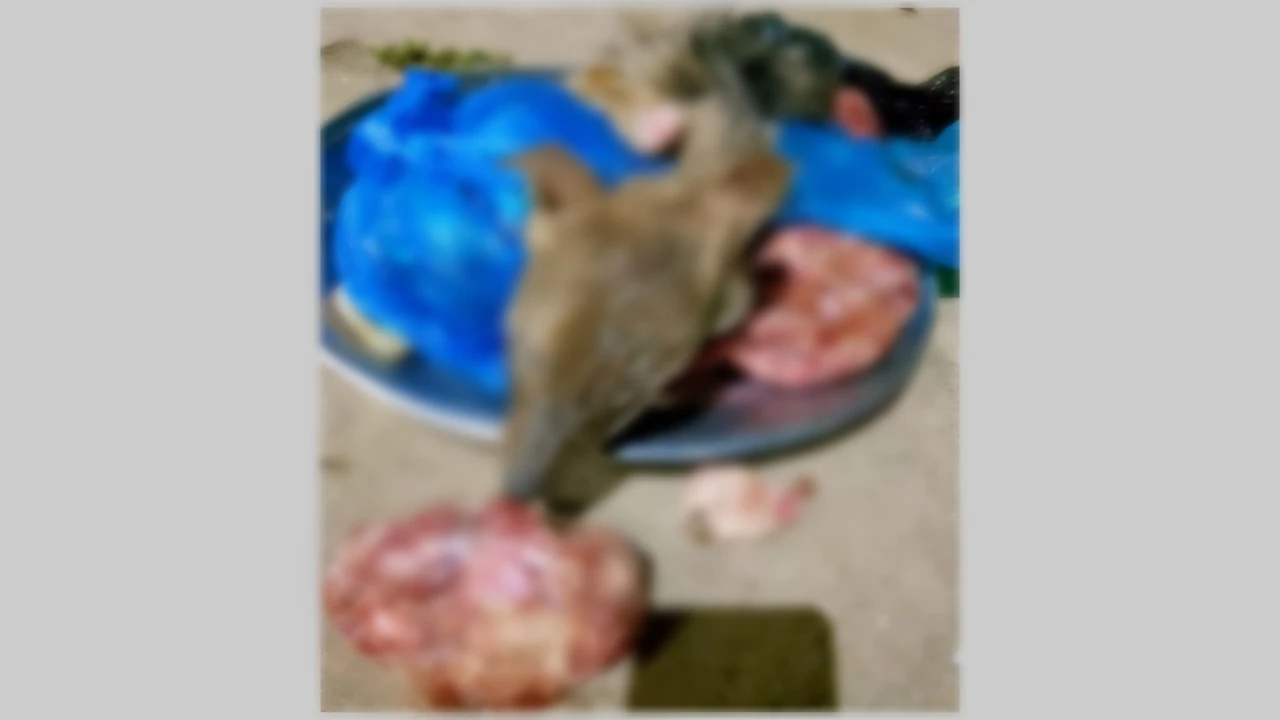 নোয়াখালী জেলার ইসলামগঞ্জ বাজারে জবাইকৃত শিয়াল উদ্ধার