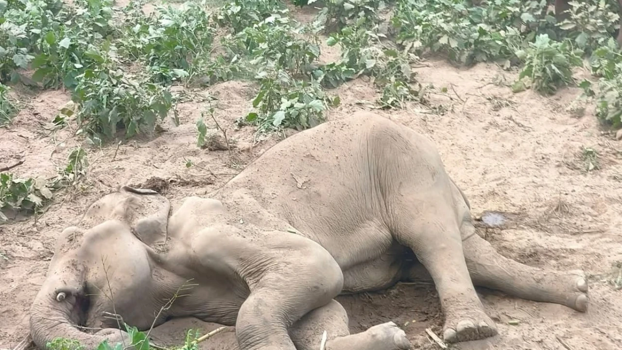 লংগদু উপজেলায় দীর্ঘদিন অসুস্থতায় ভোগার পর প্রায় ৬০ বছর বয়সী একটি বন্য হাতির মৃত্যু