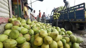 রায়পুরে ডাব বাণিজ্যের জোয়ার, মাসে লেনদেন ৫ কোটি টাকা ছাড়িয়েছে