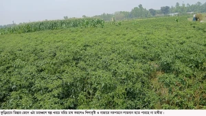 কুড়িগ্রামে শিলাবৃষ্টিতে ফসলের ব্যাপক ক্ষয়ক্ষতি, বিপাকে কুষকরা।