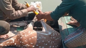 সুন্দরবনের হরিণ লোকালয়ে  উদ্ধারের পর বনেই অবমুক্ত