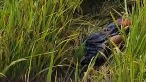 লক্ষ্মীপুরে ধানক্ষেত থেকে ইট ভাটা  শ্রমিকের মুখ বাধাঁ লাশ উদ্ধার