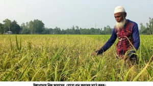 উল্লাপাড়ায় বোরোয় ঘিরে কৃষকদের যত পরিকল্পনা