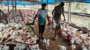 ঠাকুরগাঁওয়ে পোল্ট্রি ফার্মে বিষ প্রয়োগ, তিন হাজার মুরগীর মৃত্যু