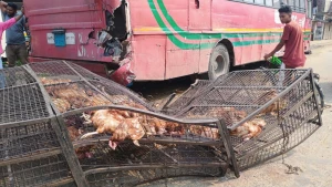 ট্রাক-বাস সংঘর্ষে ৩৫০ মুরগির মৃত্যু