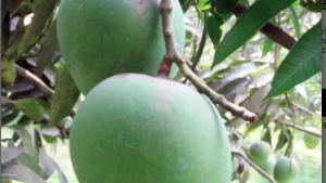 রাজশাহীতে আমের বাম্পার ফলনের আশা কৃষকের