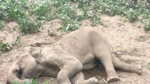 লংগদু উপজেলায় দীর্ঘদিন অসুস্থতায় ভোগার পর প্রায় ৬০ বছর বয়সী একটি বন্য হাতির মৃত্যু