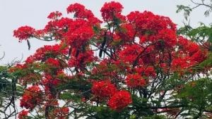 বৈশাখের আগুনরাঙা কৃষ্ণচূড়া প্রকৃতিতে মুগ্ধতা ছড়িয়েছে