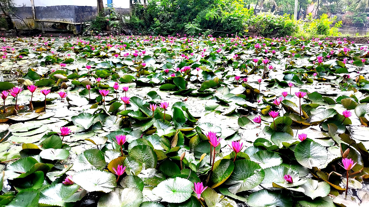 ব্রাহ্মণপাড়ায় লাল শাপলার পুকুরে বাড়ছে দর্শনার্থী