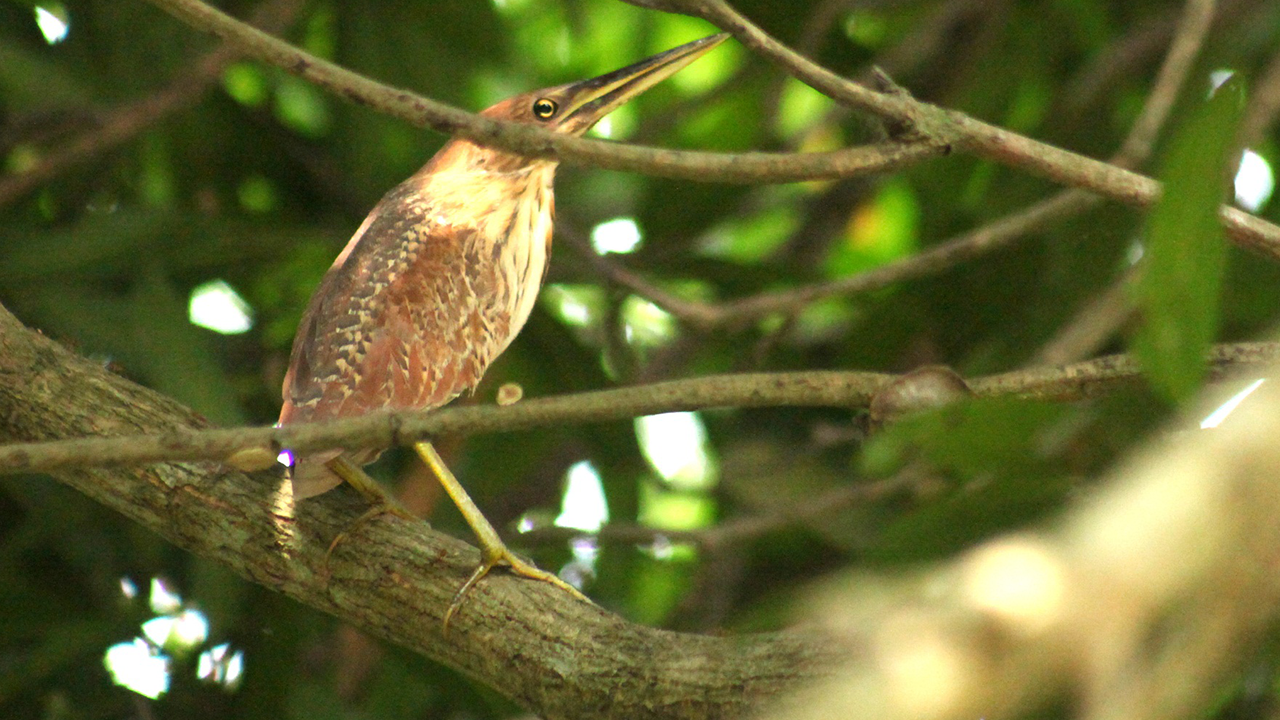  বক প্রজাতির এই নলঘোঙ্গা পাখিটি অনেকের কাছে লাল বক নামেও পরিচিত। ছবি : কালবেলা 